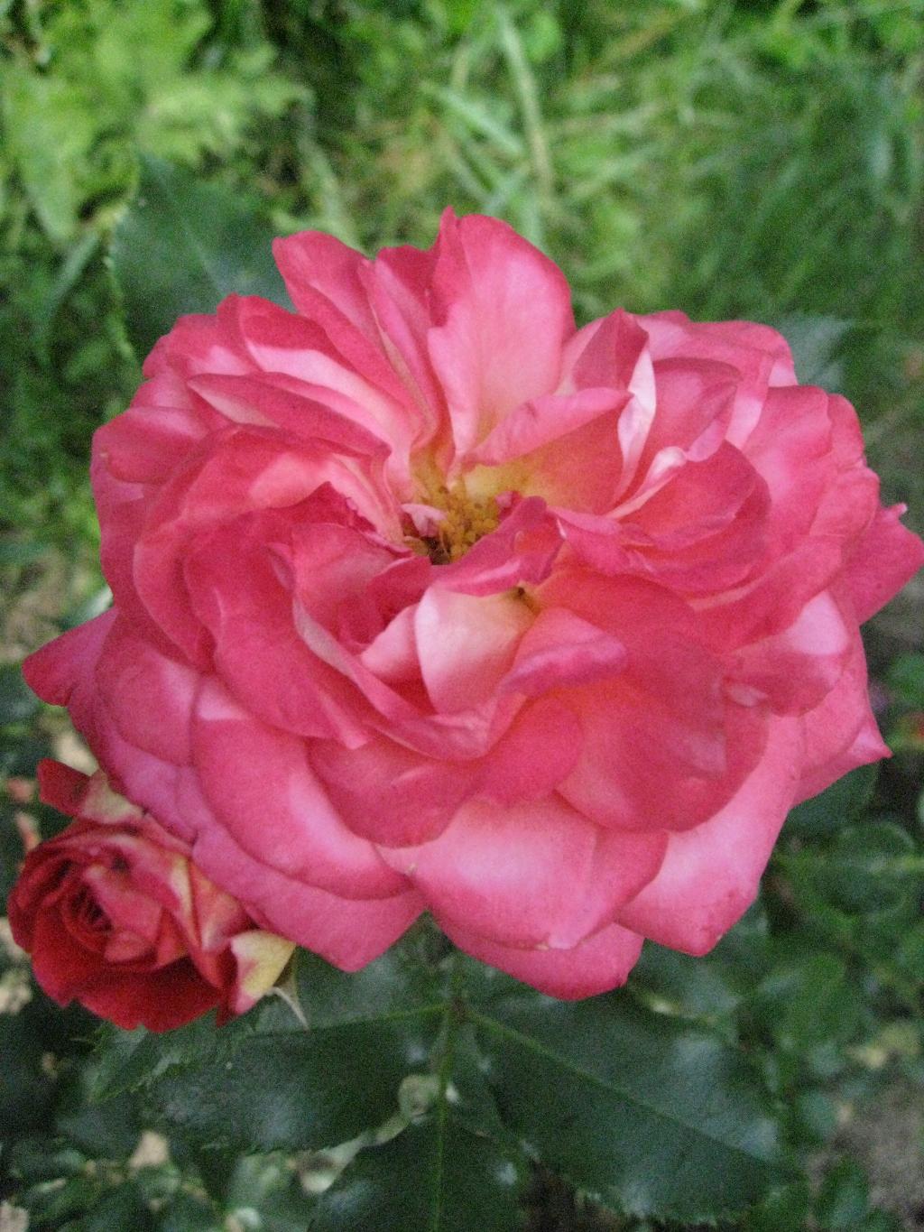 Цветочки. Дача