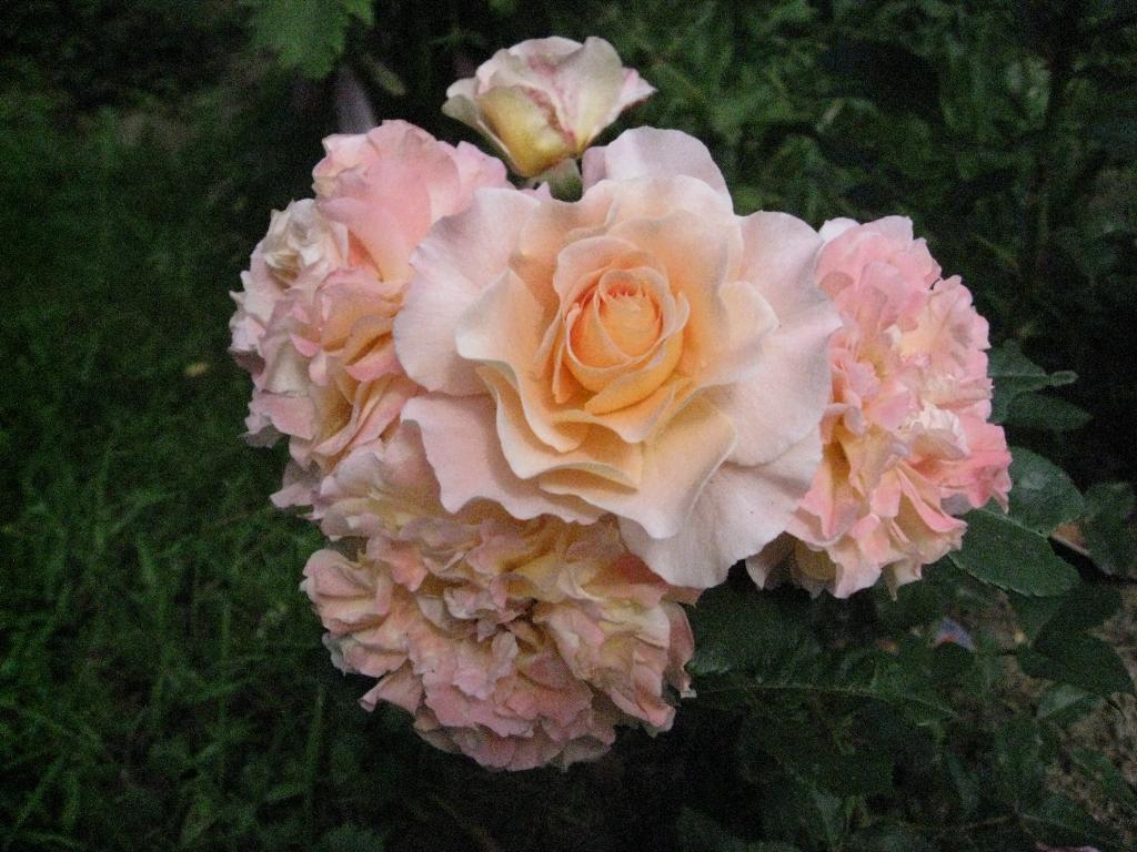 Цветочки. Дача