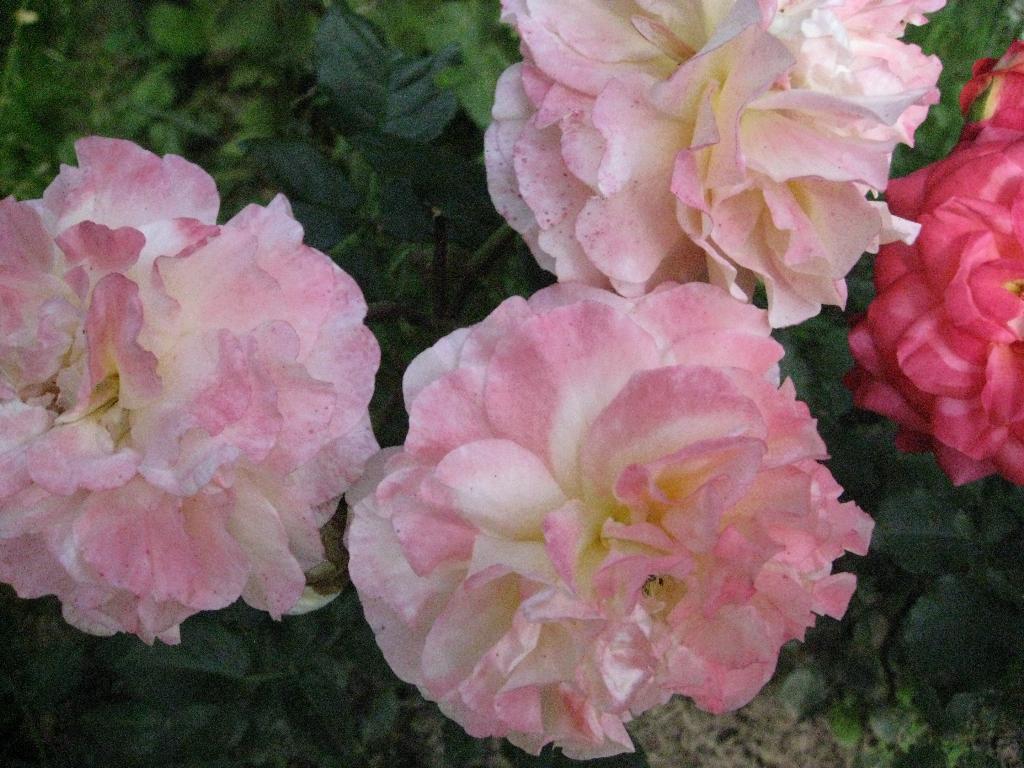 Цветочки. Дача