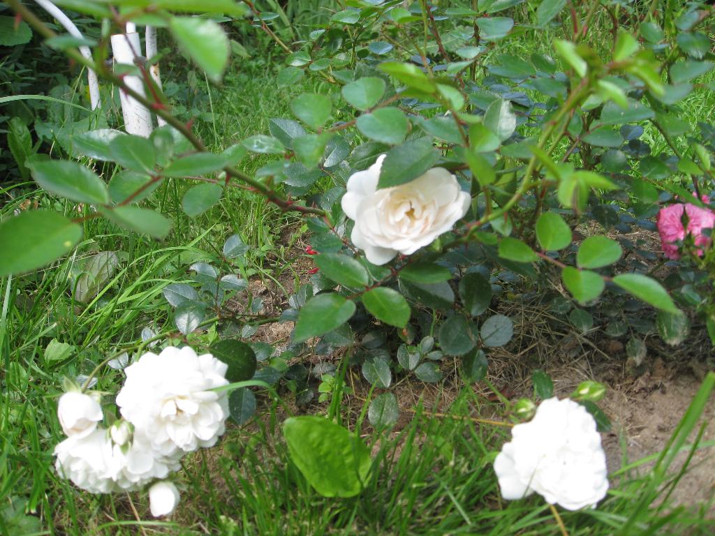 Цветочки. Дача