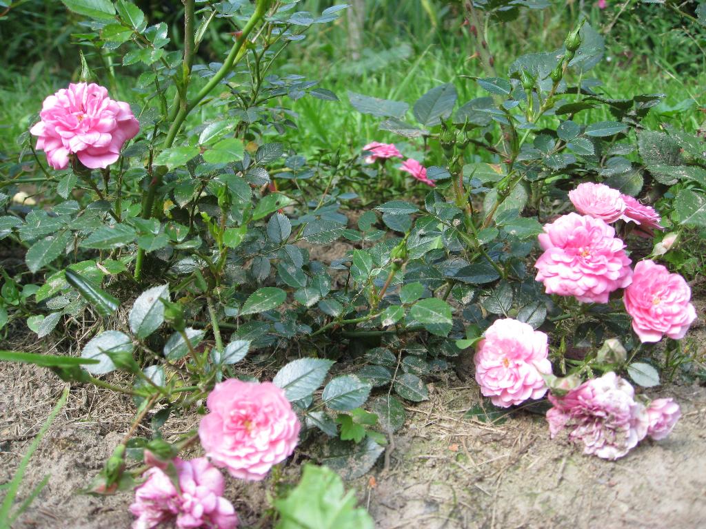 Цветочки. Дача