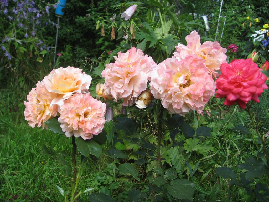 Цветочки. Дача