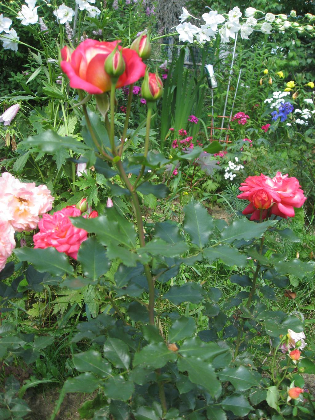 Цветочки. Дача