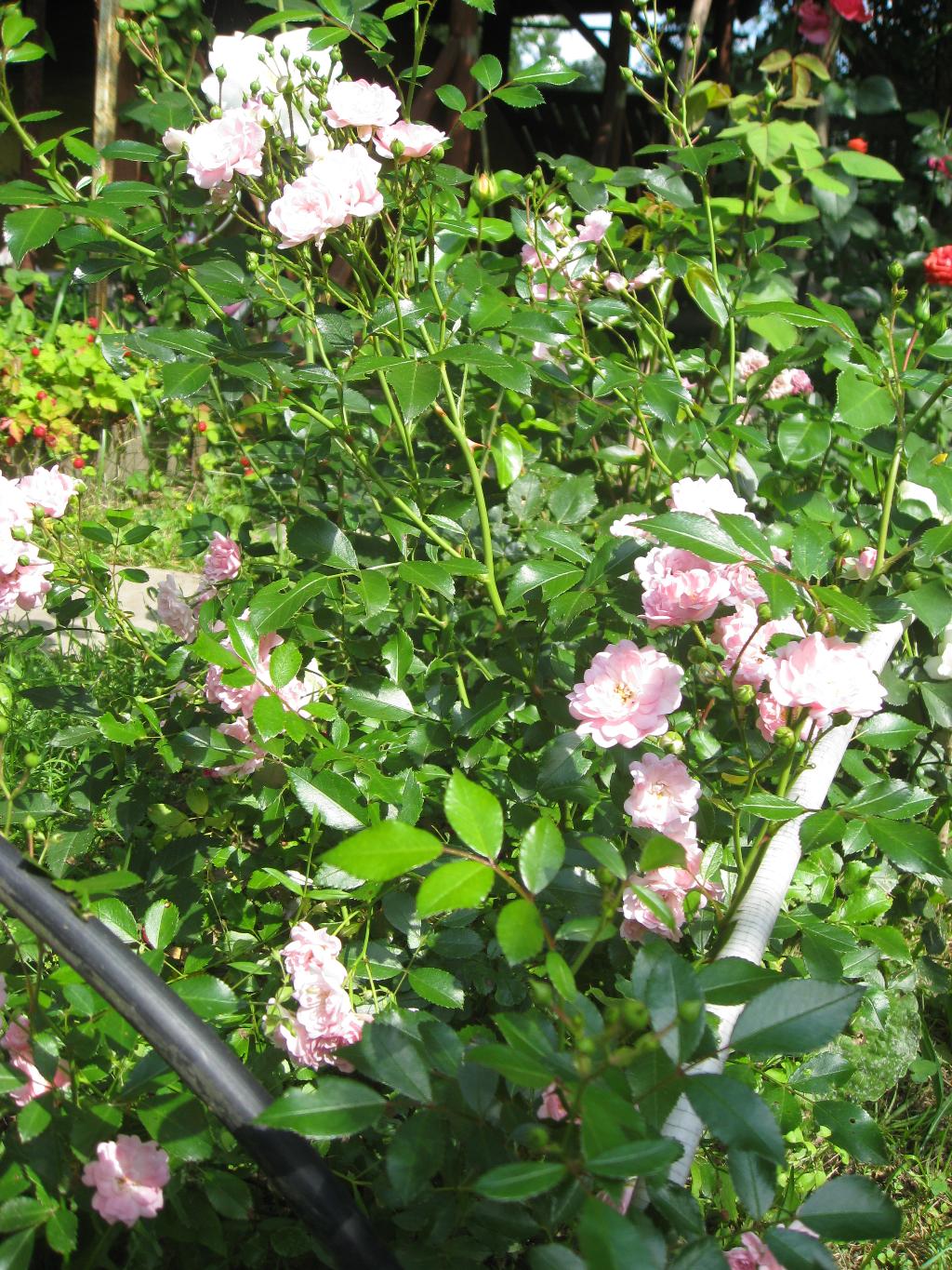 Цветочки. Дача