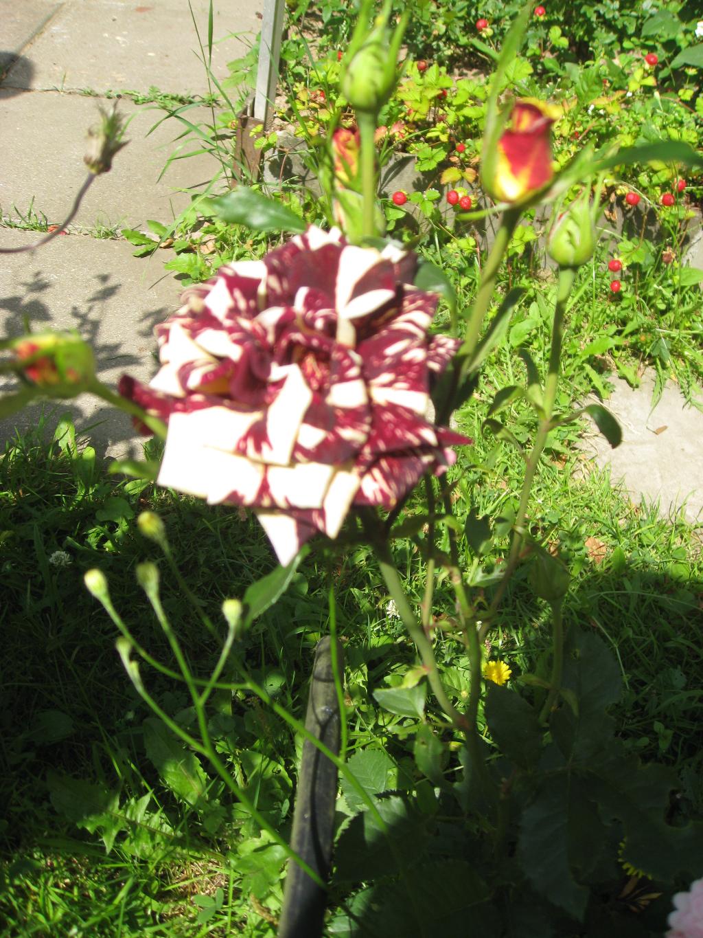 Цветочки. Дача