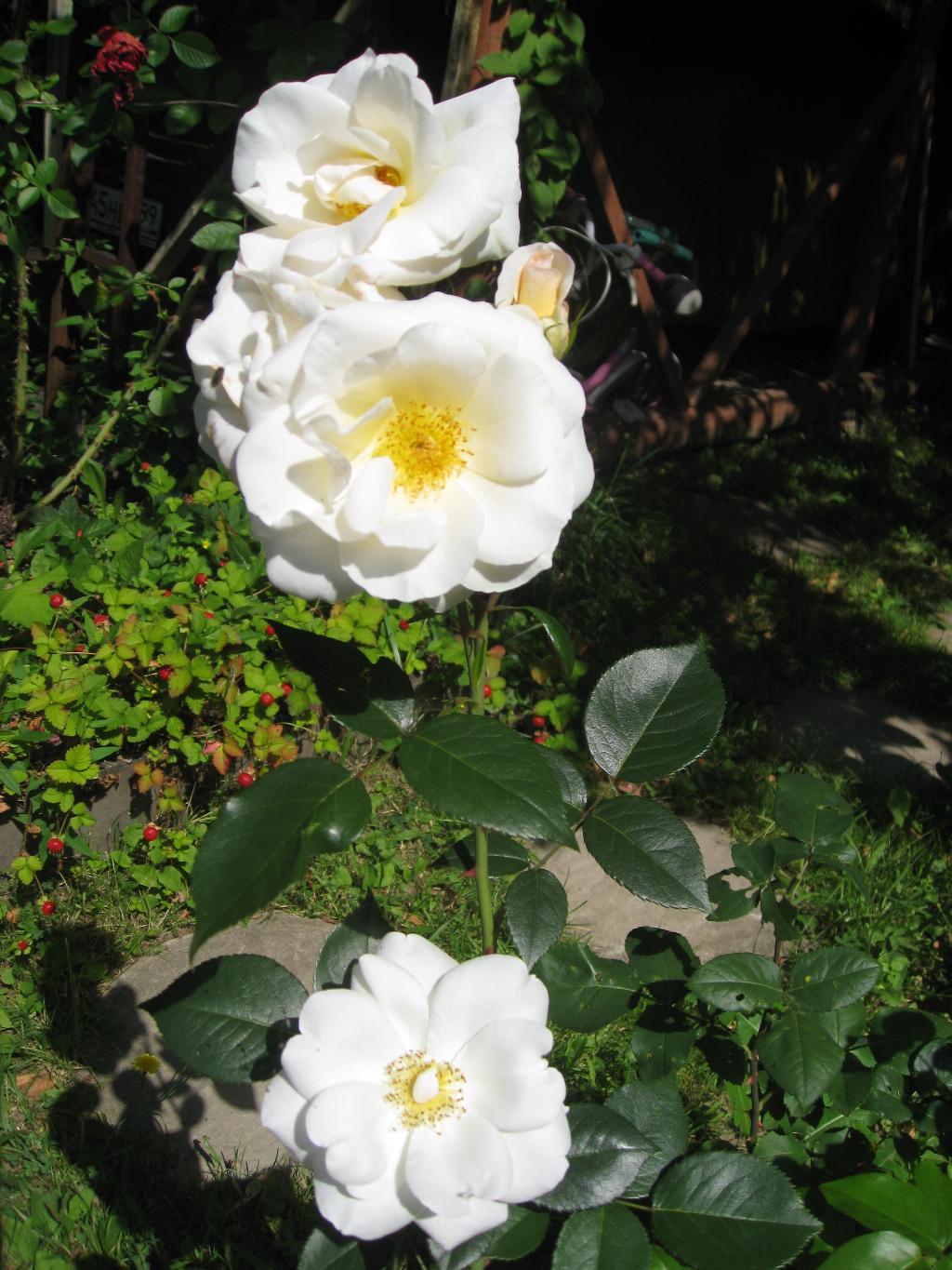 Цветочки. Дача