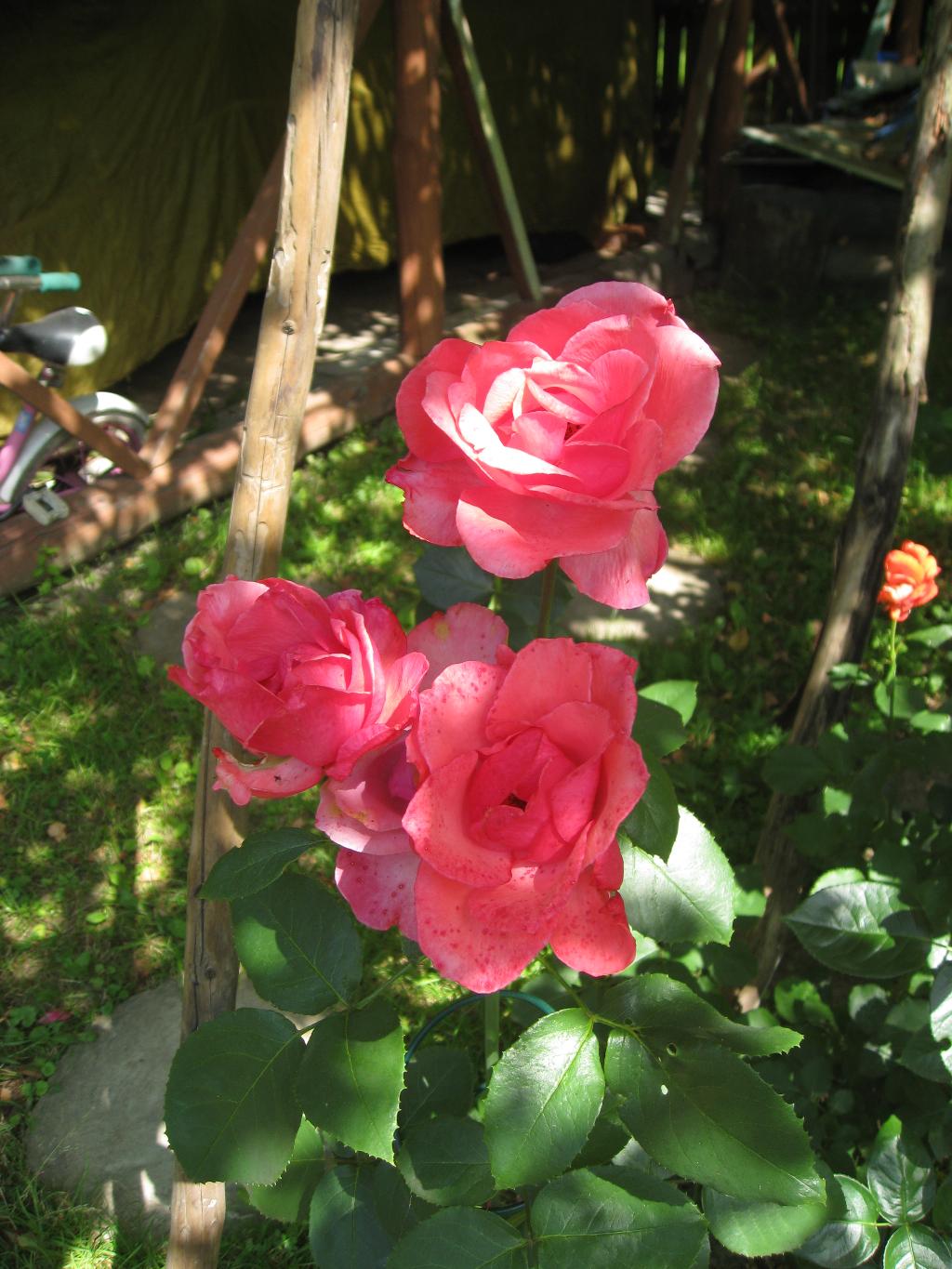 Цветочки. Дача