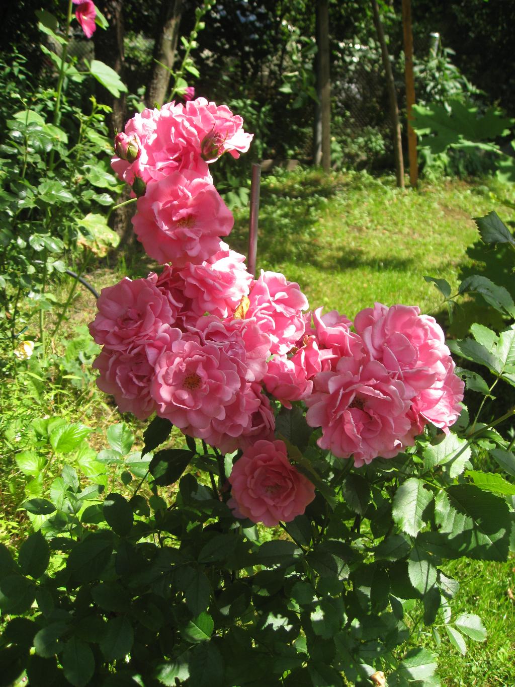 Цветочки. Дача