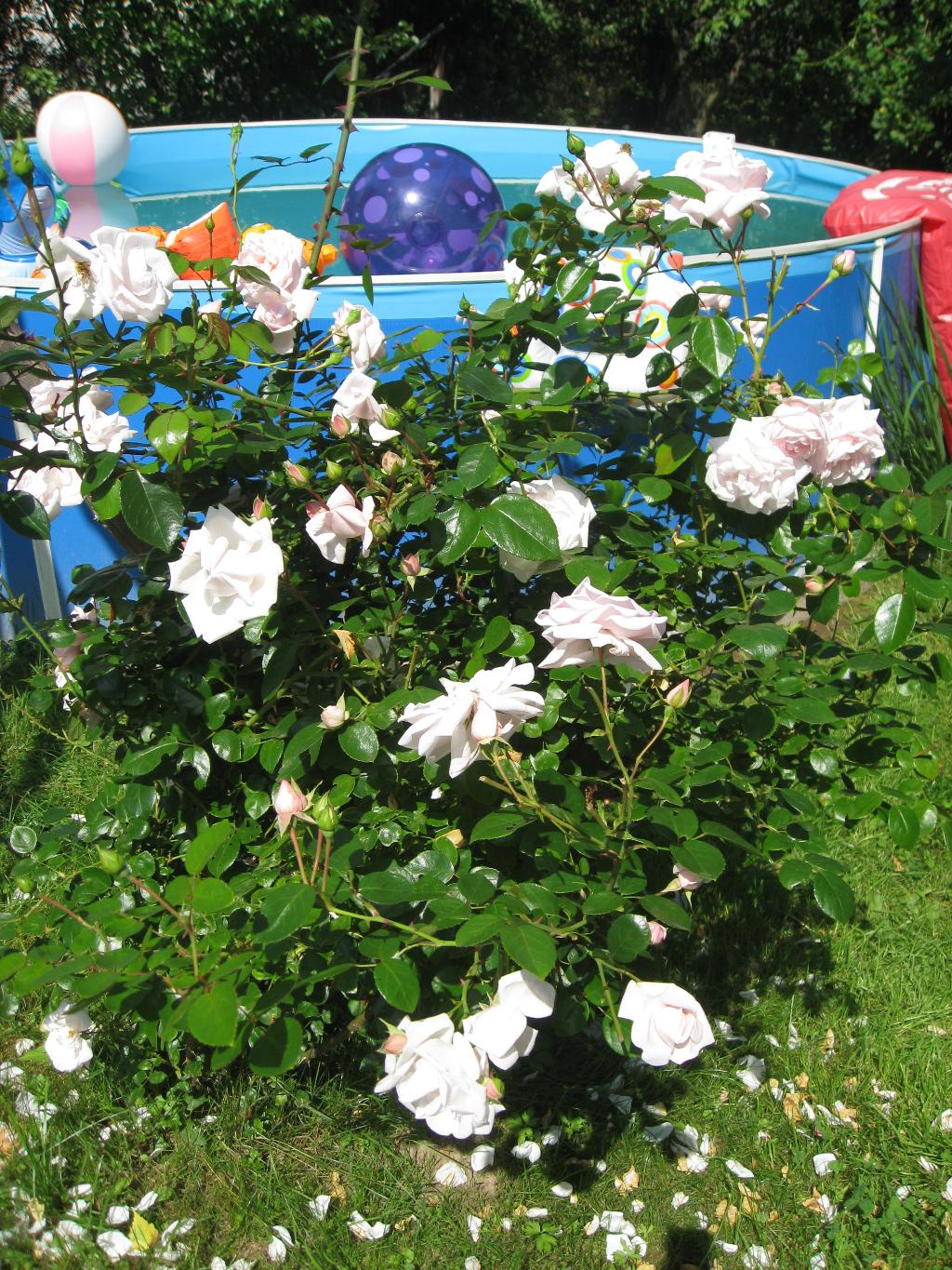 Цветочки. Дача