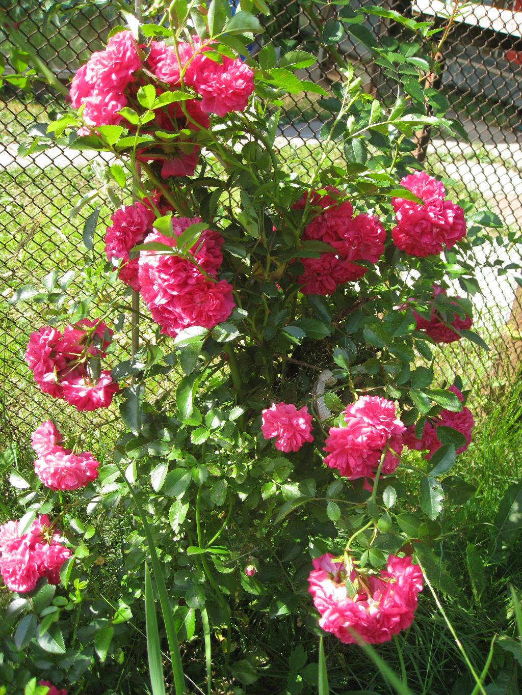 Цветочки. Дача