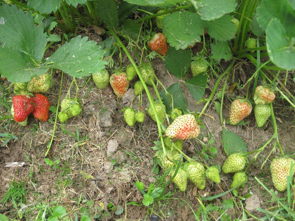 Цветочки. Дача