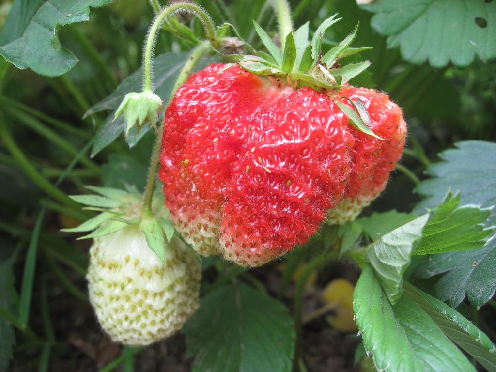 Цветочки. Дача