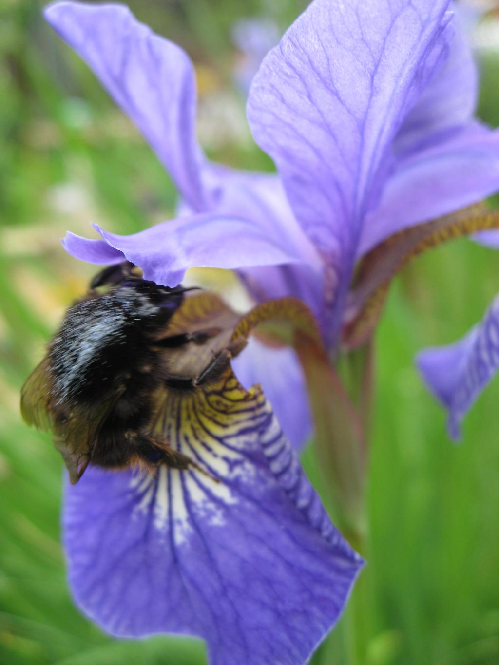 Цветочки. Дача