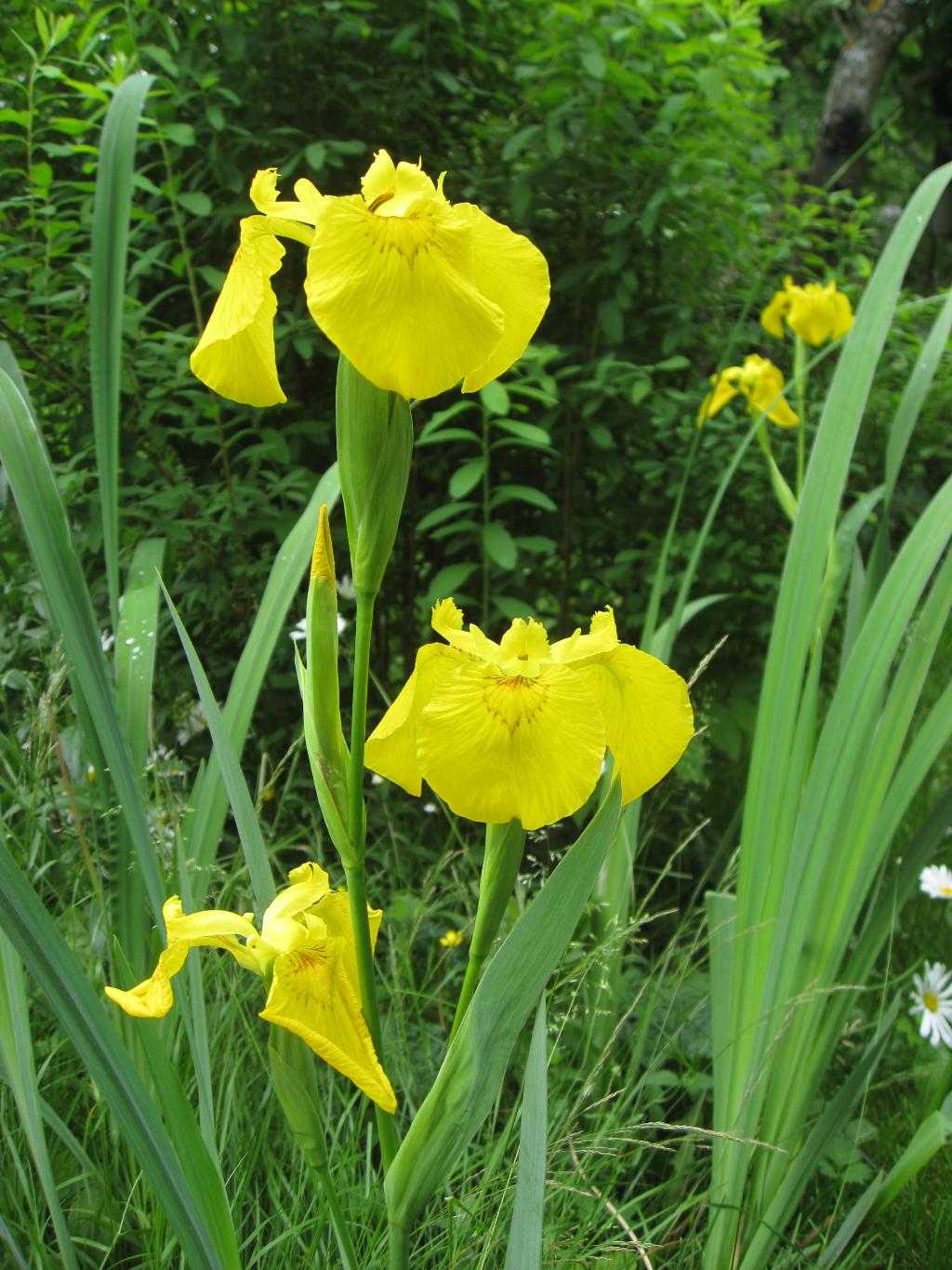 Цветочки. Дача