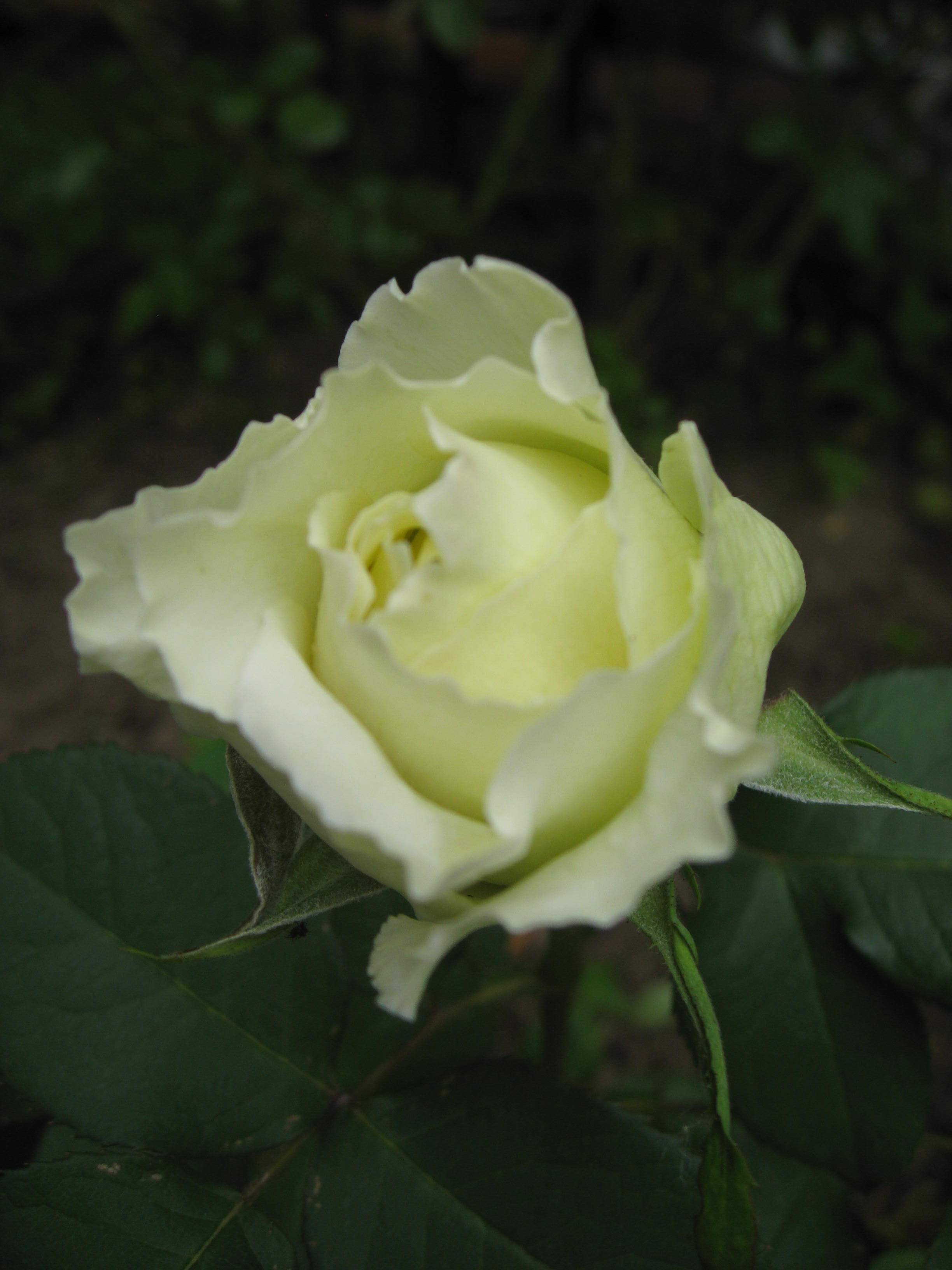 Цветочки. Дача