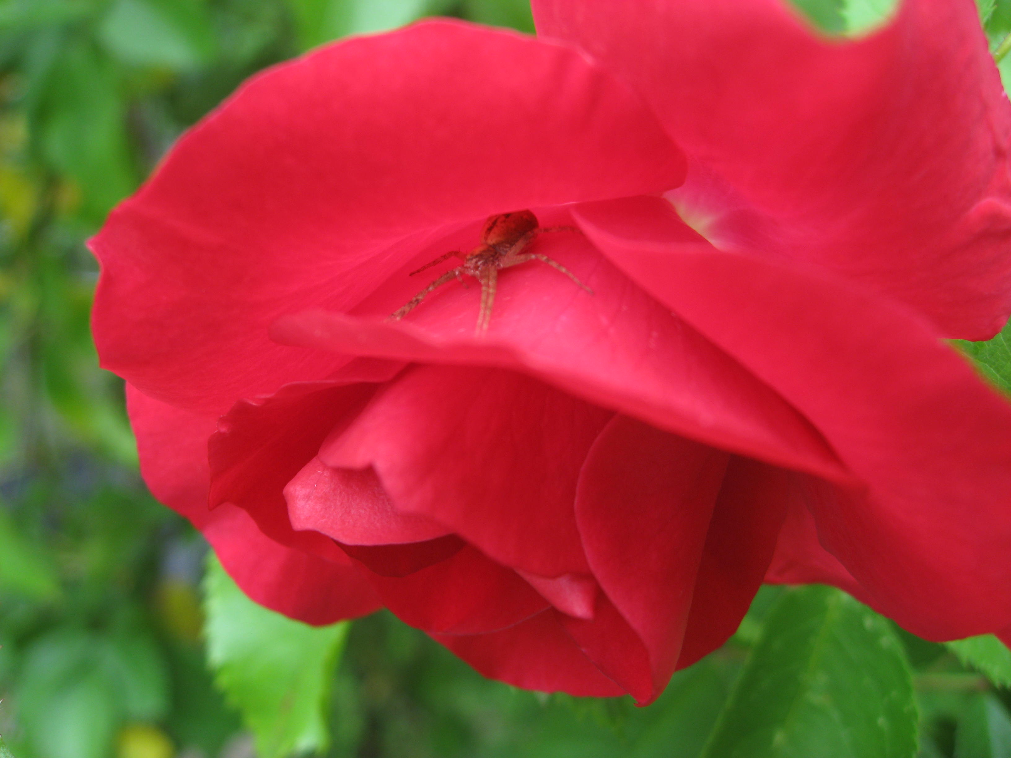 Цветочки. Дача