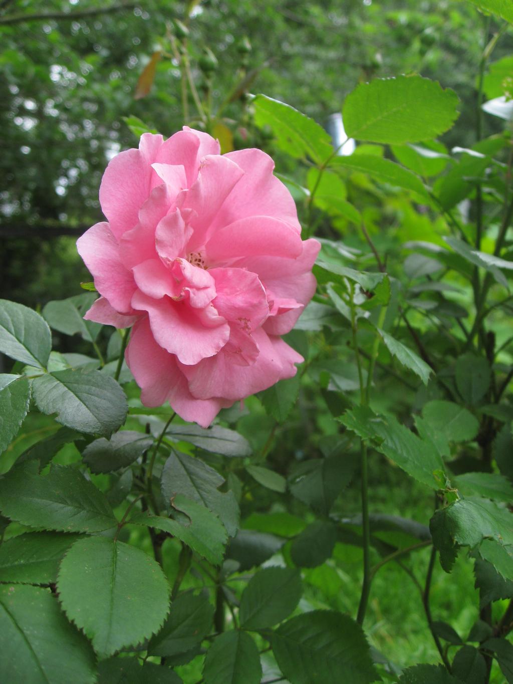 Цветочки. Дача