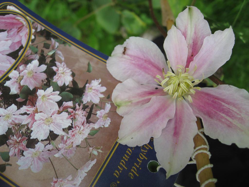 Цветочки. Дача