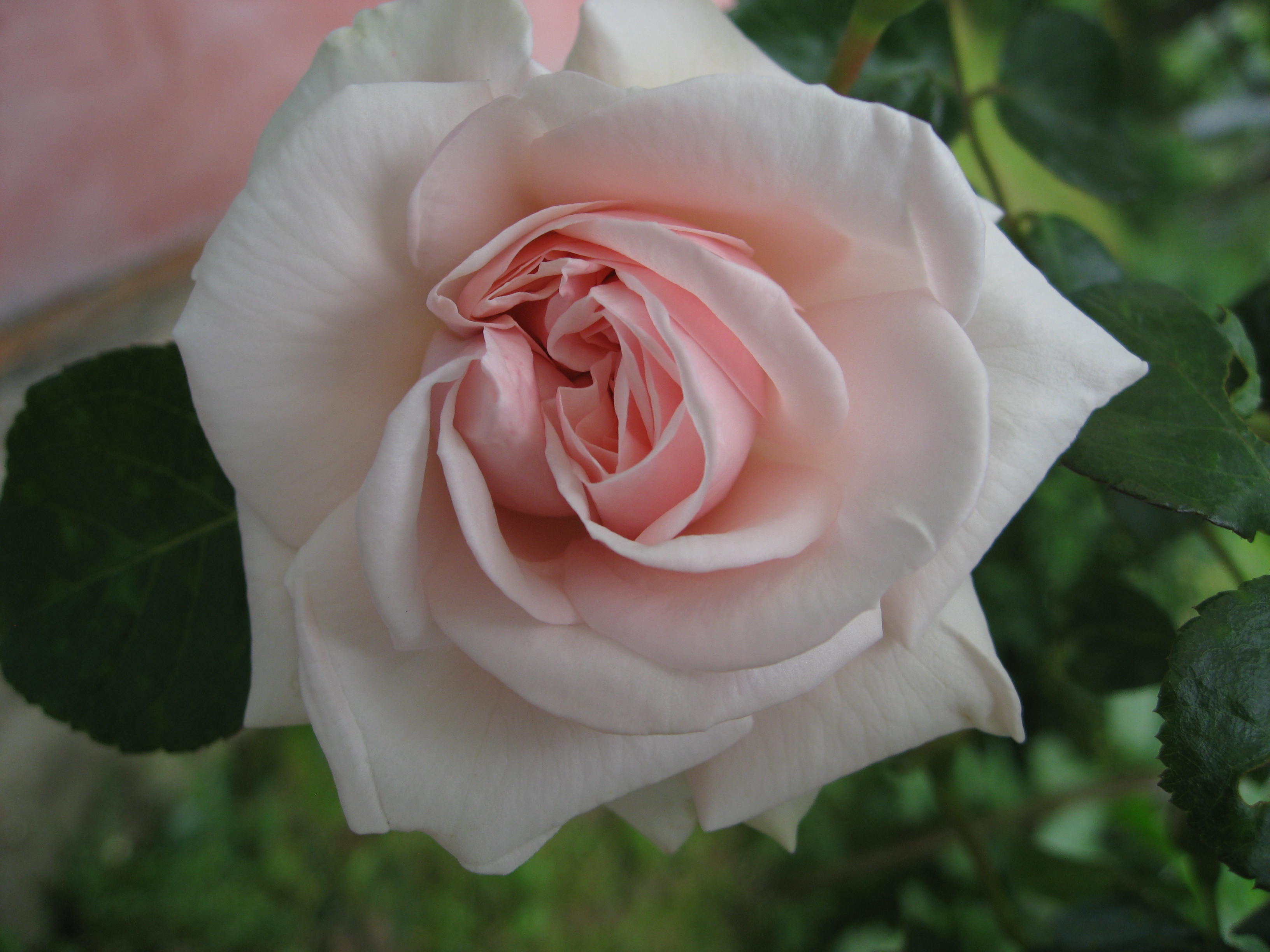 Цветочки. Дача