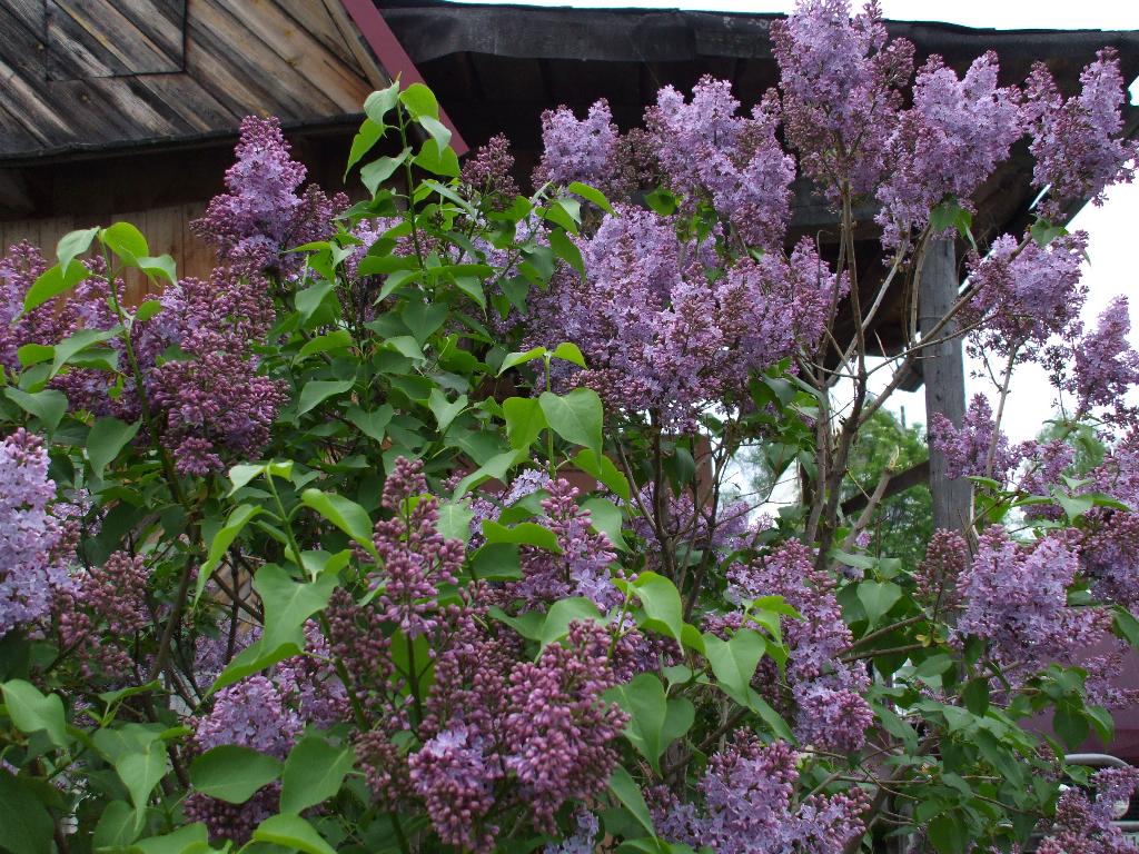 Сирень. Садовые растения