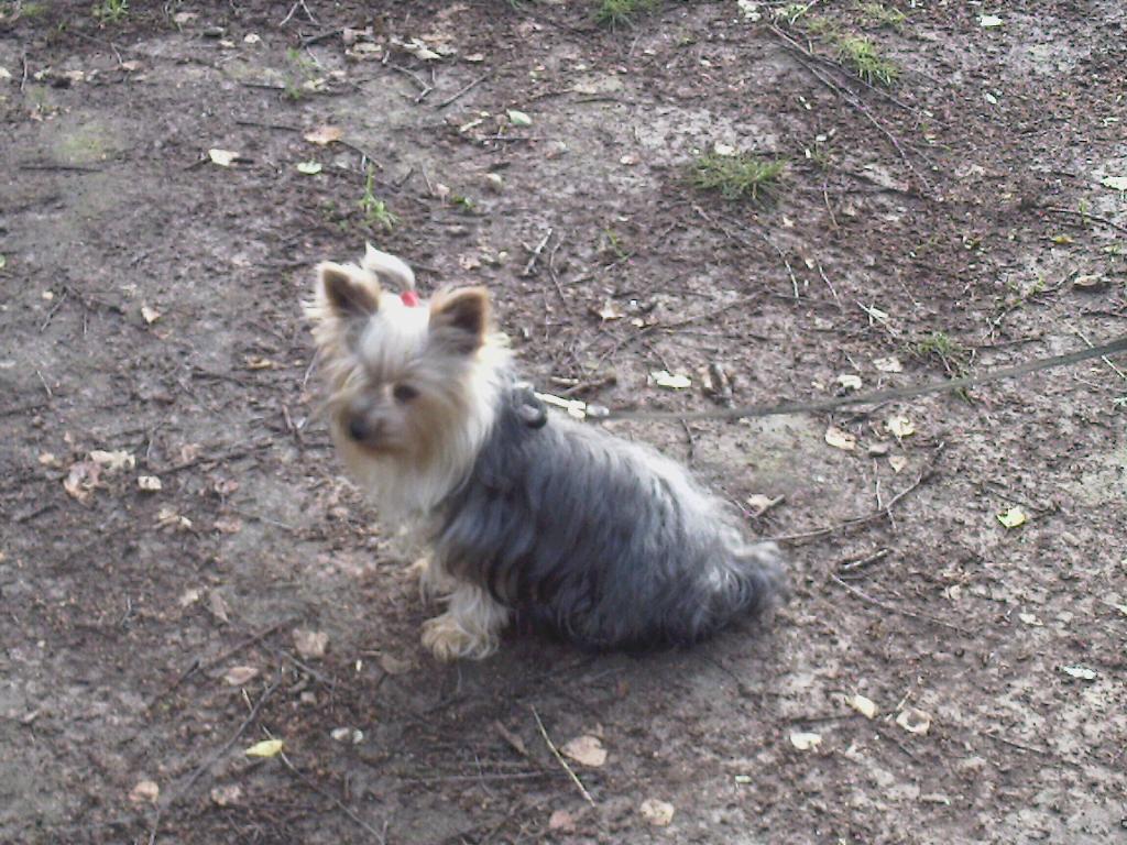 Йоркширская красавица. 