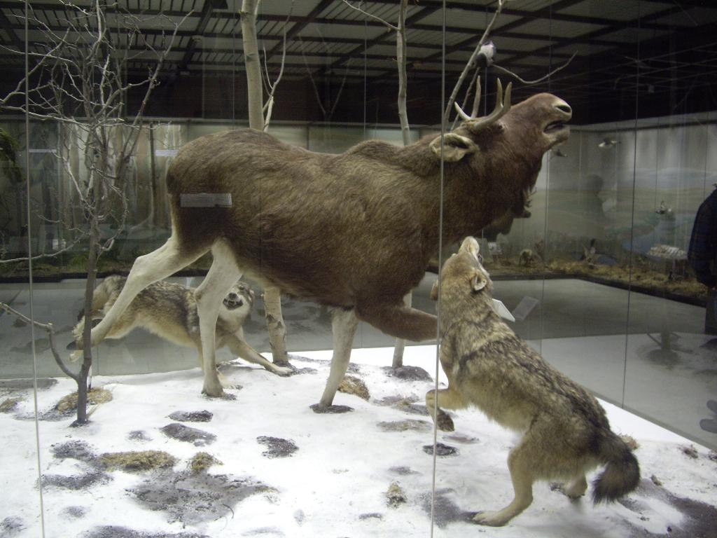 Музей волка