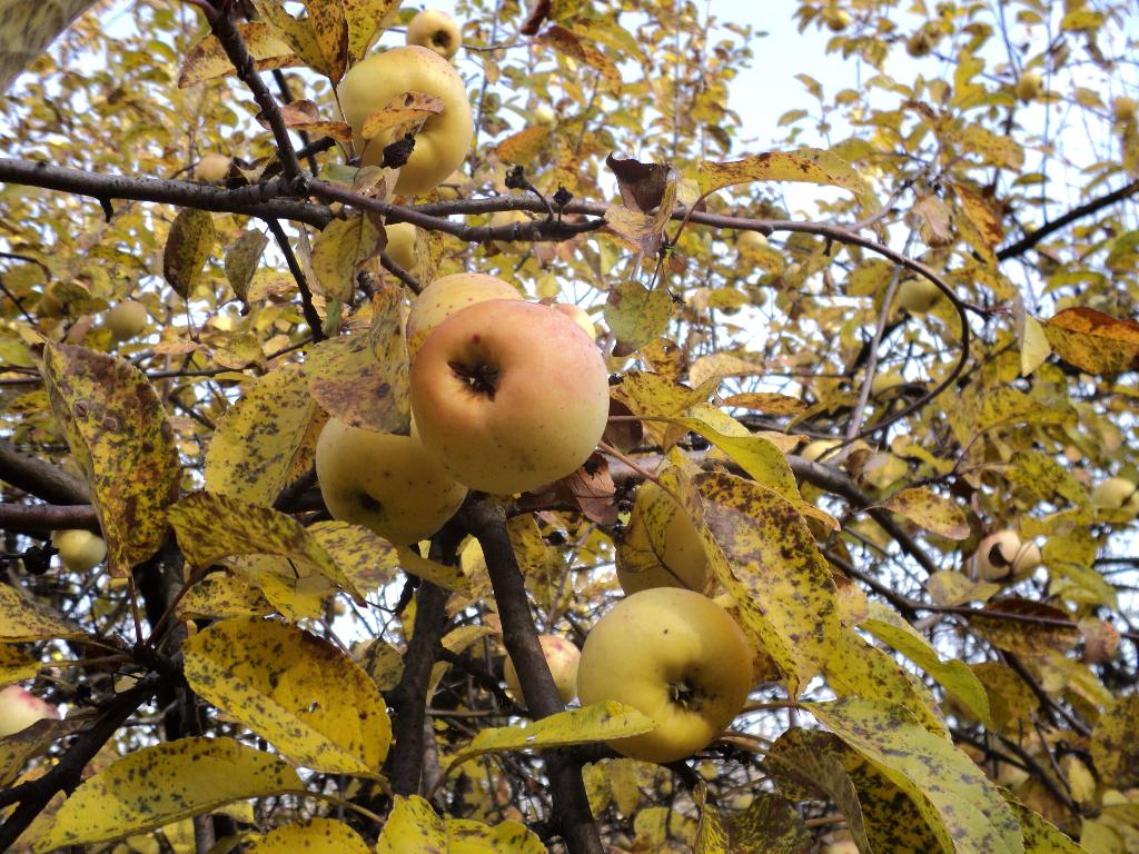Почему антоновские яблоки