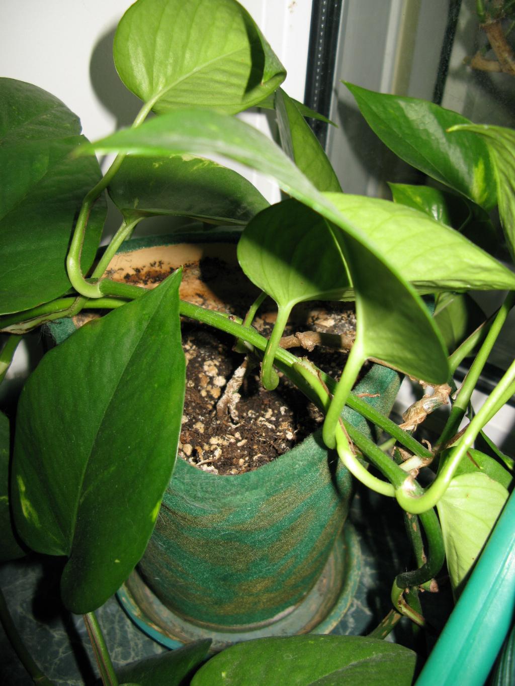 сциндапсус. Цветочки обменяю-отдам за...