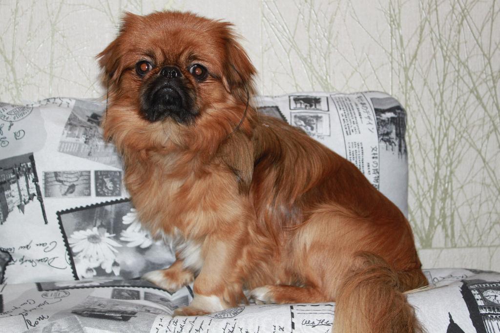 Сенечка.. Собакусы