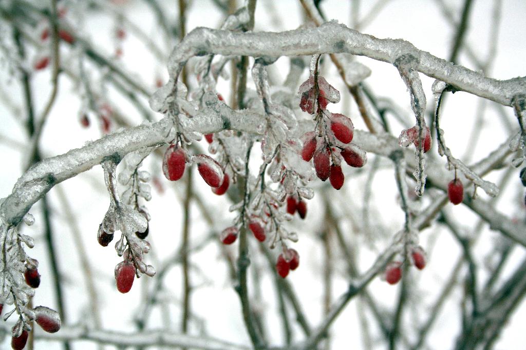 Природа дарит красоту. 