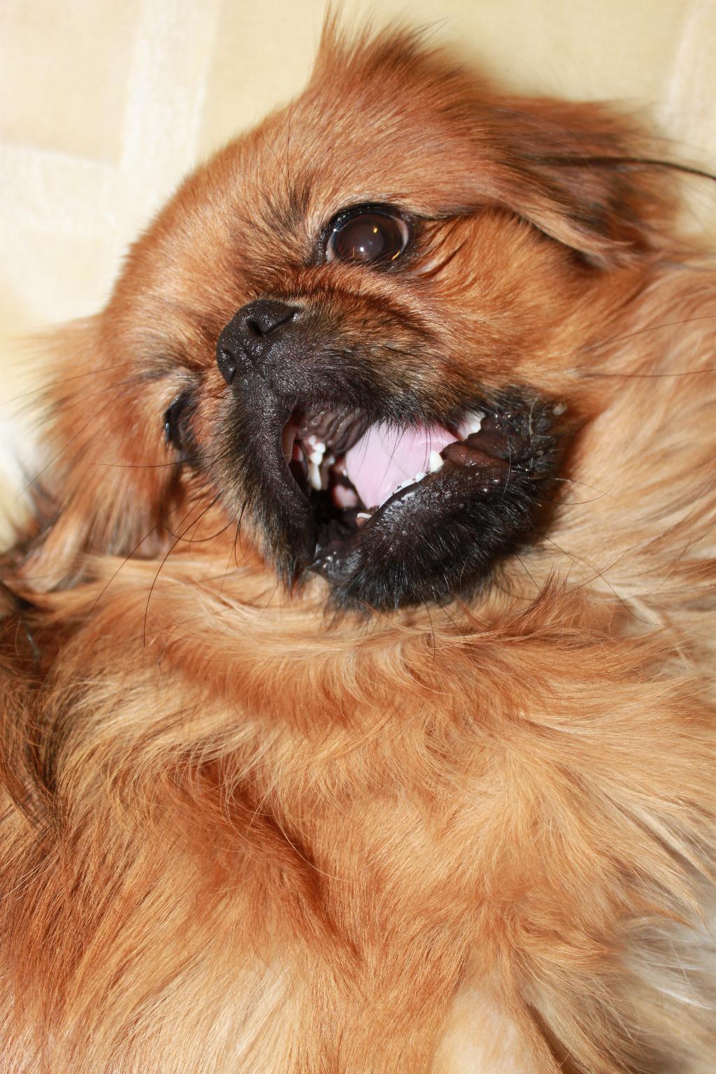 А это пекинес-найденыш с ПиКа. . Собакусы