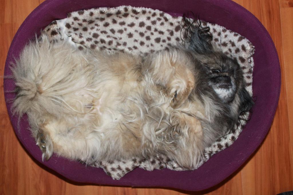 Наш 9-летний пекинес. Строгий красавец :)  . Собакусы