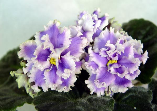 ЛЕ-Нежная сирень ( Лебецкая) . Фиалки