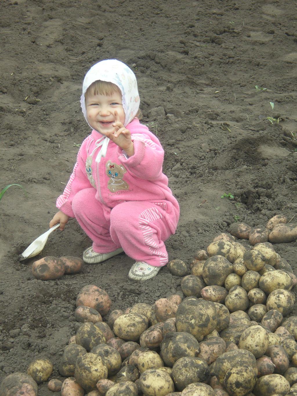 Приму картошку. Копка картофеля. Копать картошку. Дети копают картошку. Картошка с девочкой.