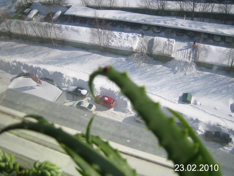 снег. 4  Поздравления и подарки!