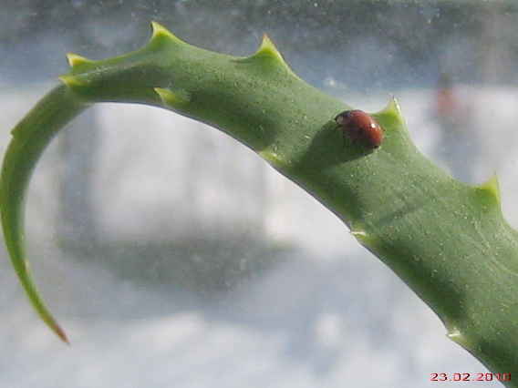 она настоящая. 4  Поздравления и подарки!