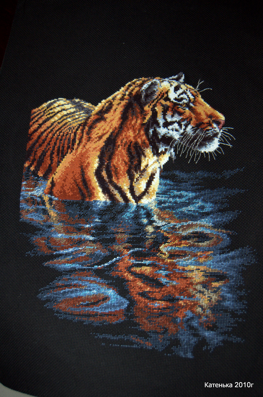 Тигр. Встреча 06-02-10