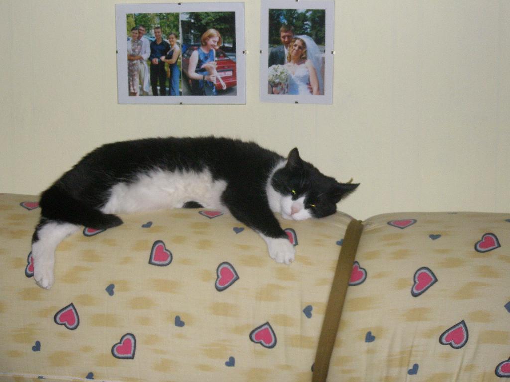 коцка. кошка