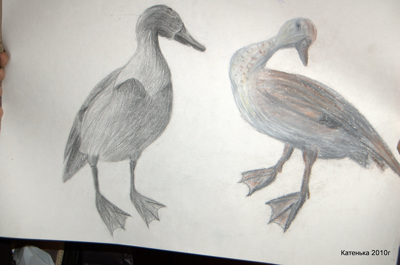 Утки. Встреча 06-03-10