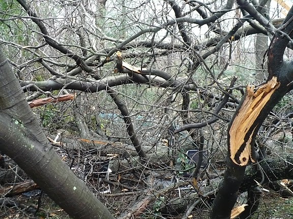 Соседский двор, с нашим упавшим дубом. . 