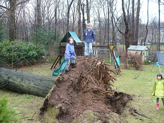 Мотя с друзьями на упавшем дубе.. 