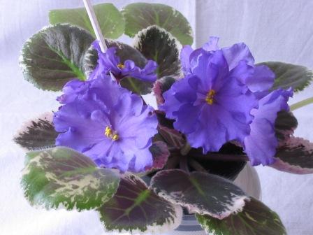 Buckeye Boysenberry.. Фиалки