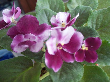 Mac’s Southern Springtime . Фиалки