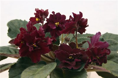 ЕК-Красный Бархат . Фиалки