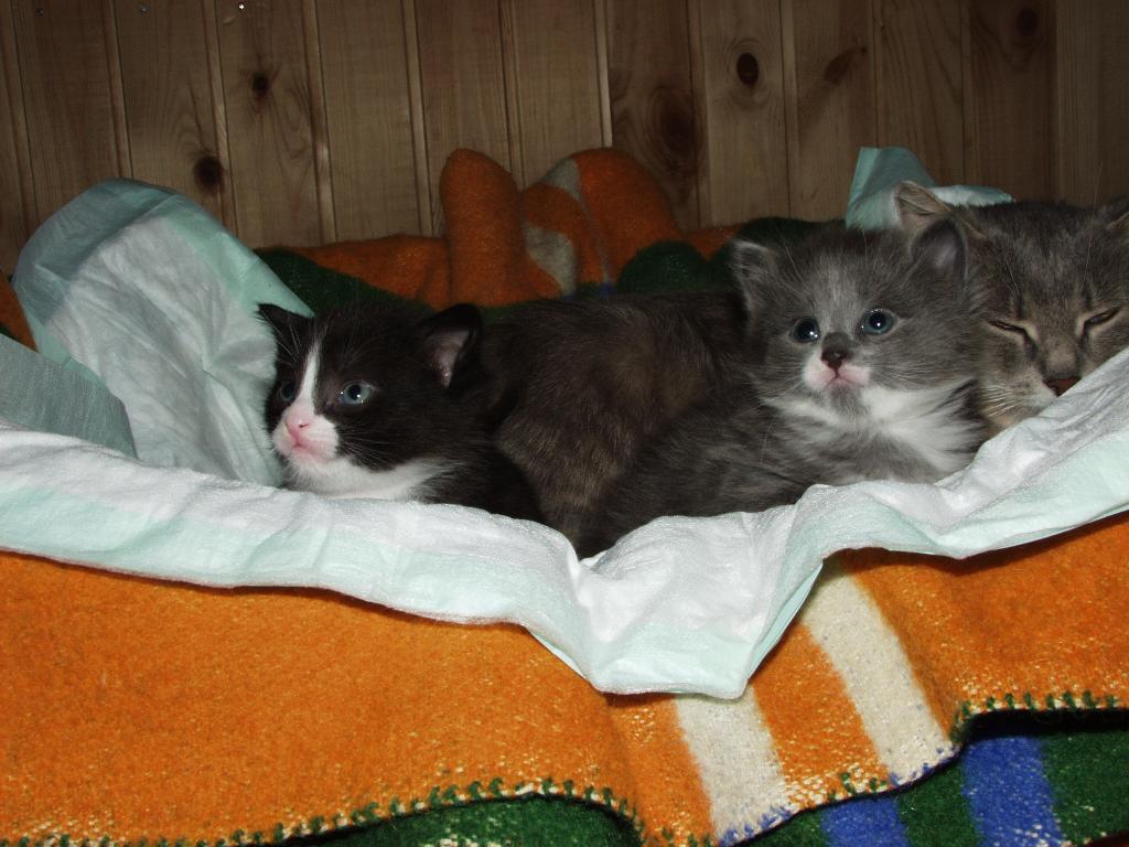 кошаки1. кошаки