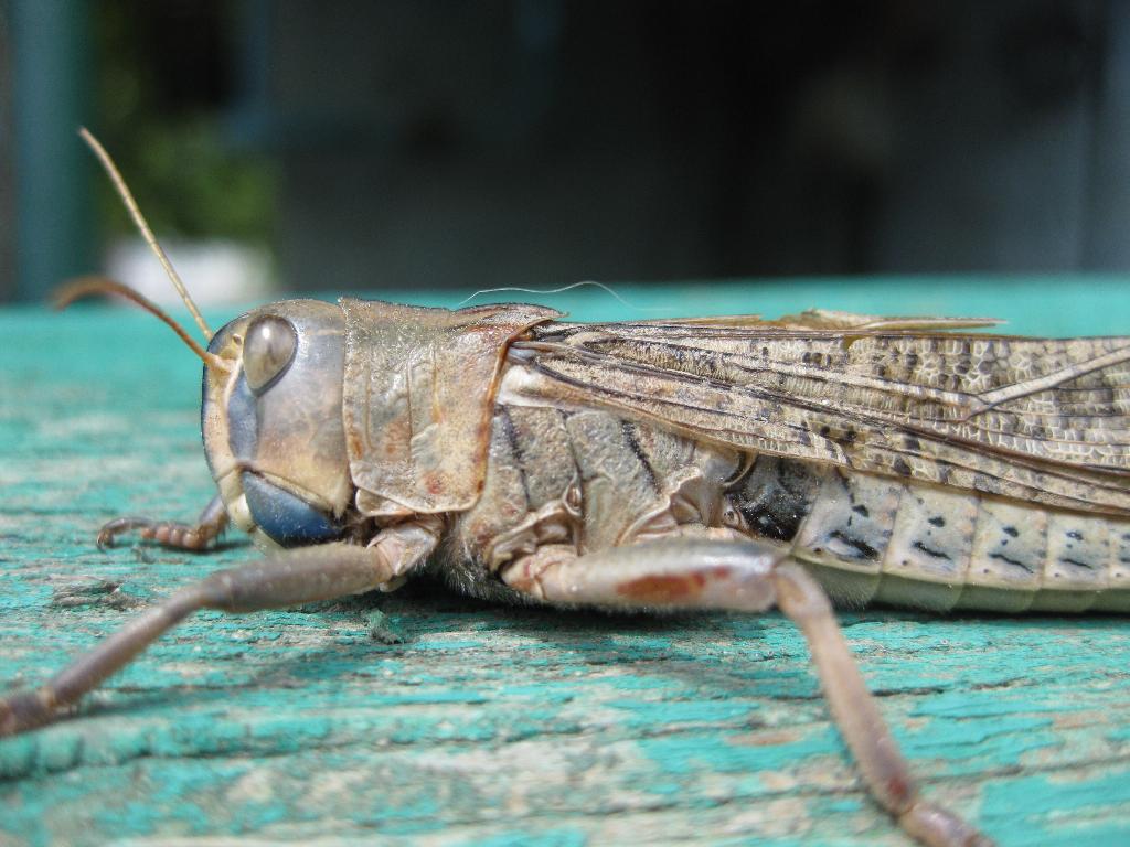 Приморско-Ахтарск 2009