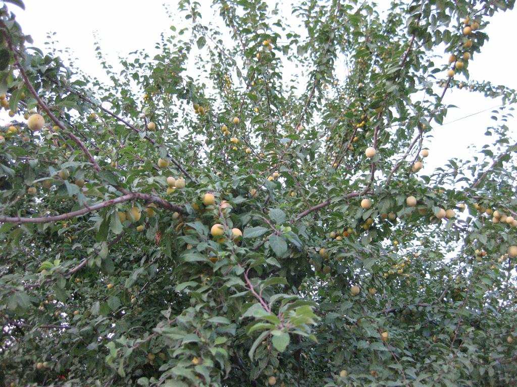 Приморско-Ахтарск 2009