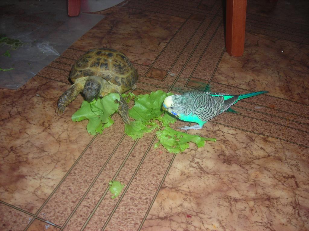 Два друга, любители салата. 