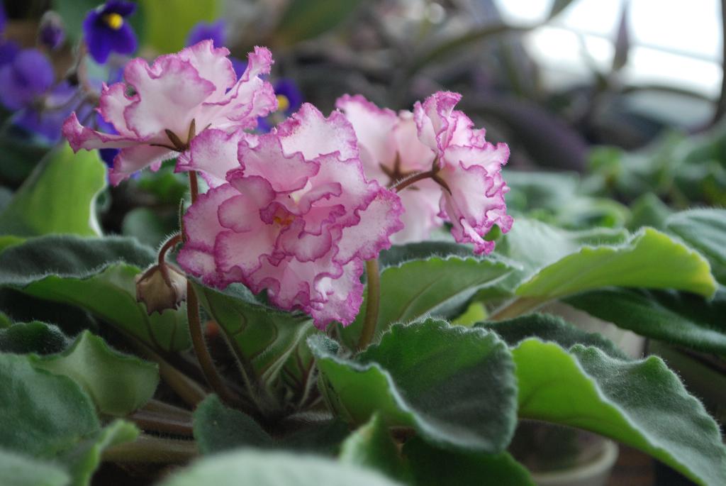 ЯН-менуэт. Фиалки