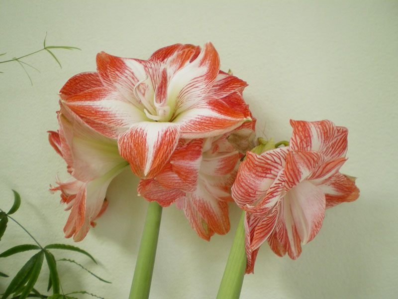 меняюсь. гиппиаструм